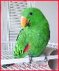 Buddy