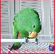 Buddy